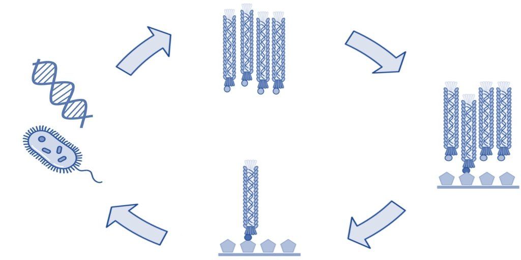 Diagram illustrating steps in biopanning a phage display library