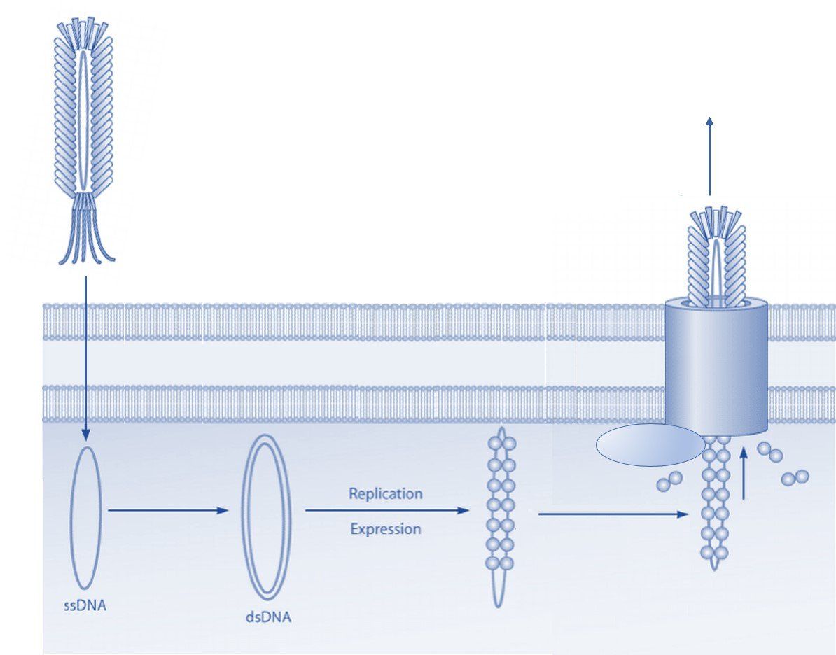 Scientific diagram comparing bacteriophage vectors and phagemids