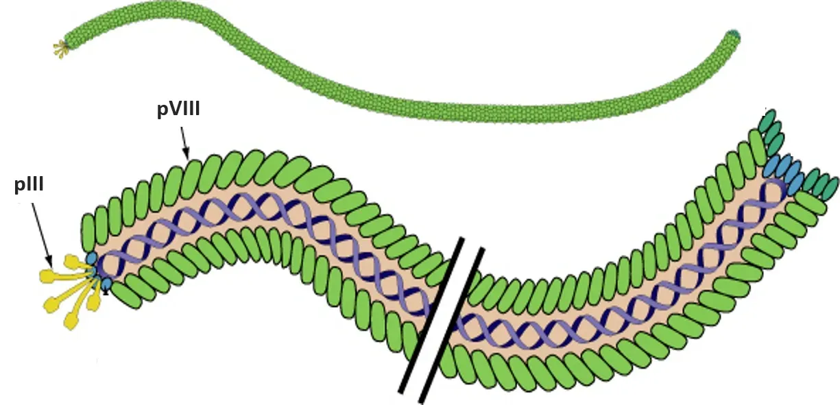 Illustration of bacteriophage structure used in phage display
