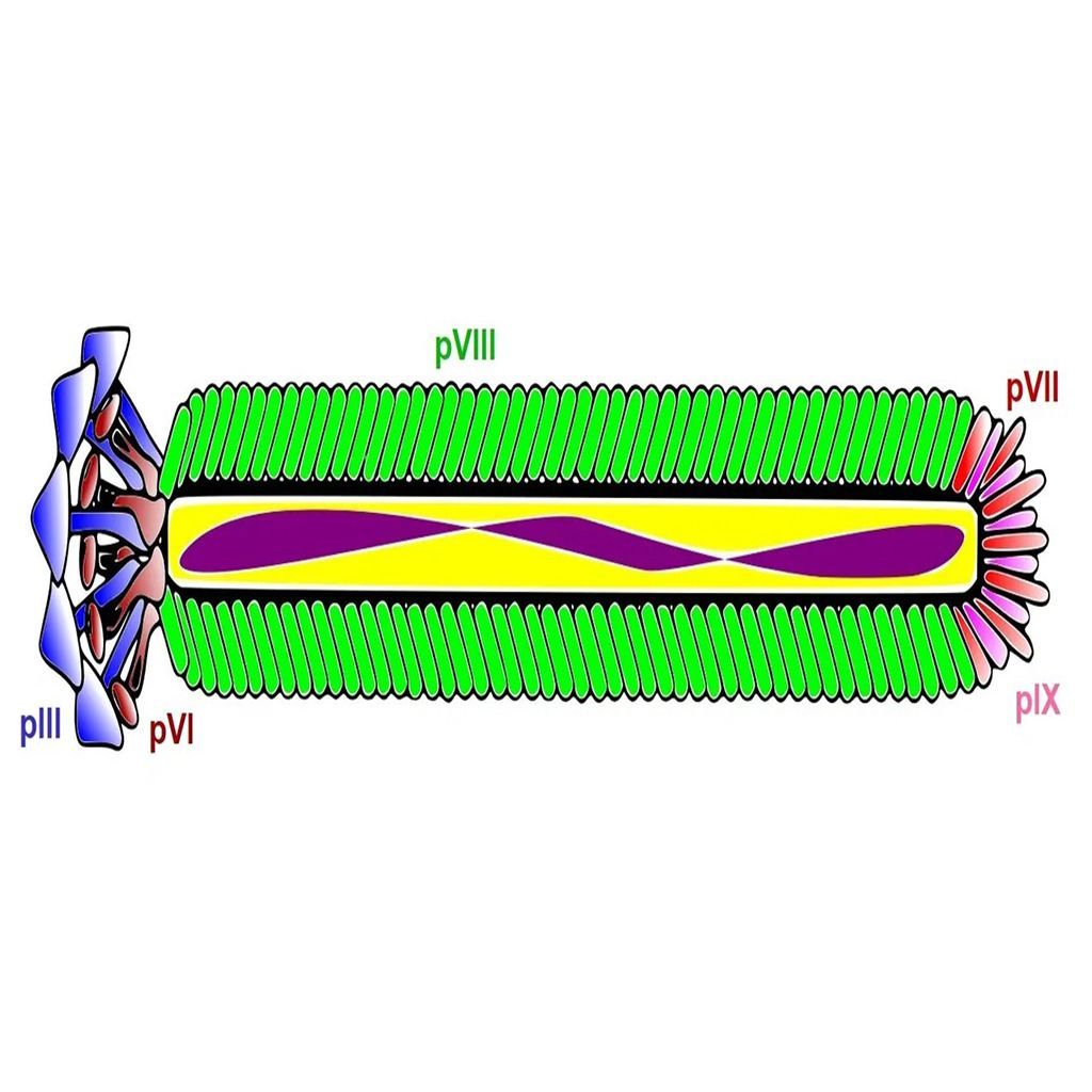 Scientific diagram of phage display expression systems