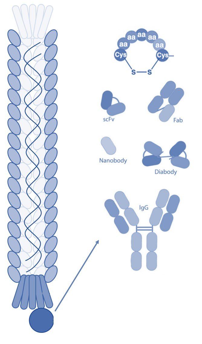 Scientific diagram explaining the composition of phage display libraries